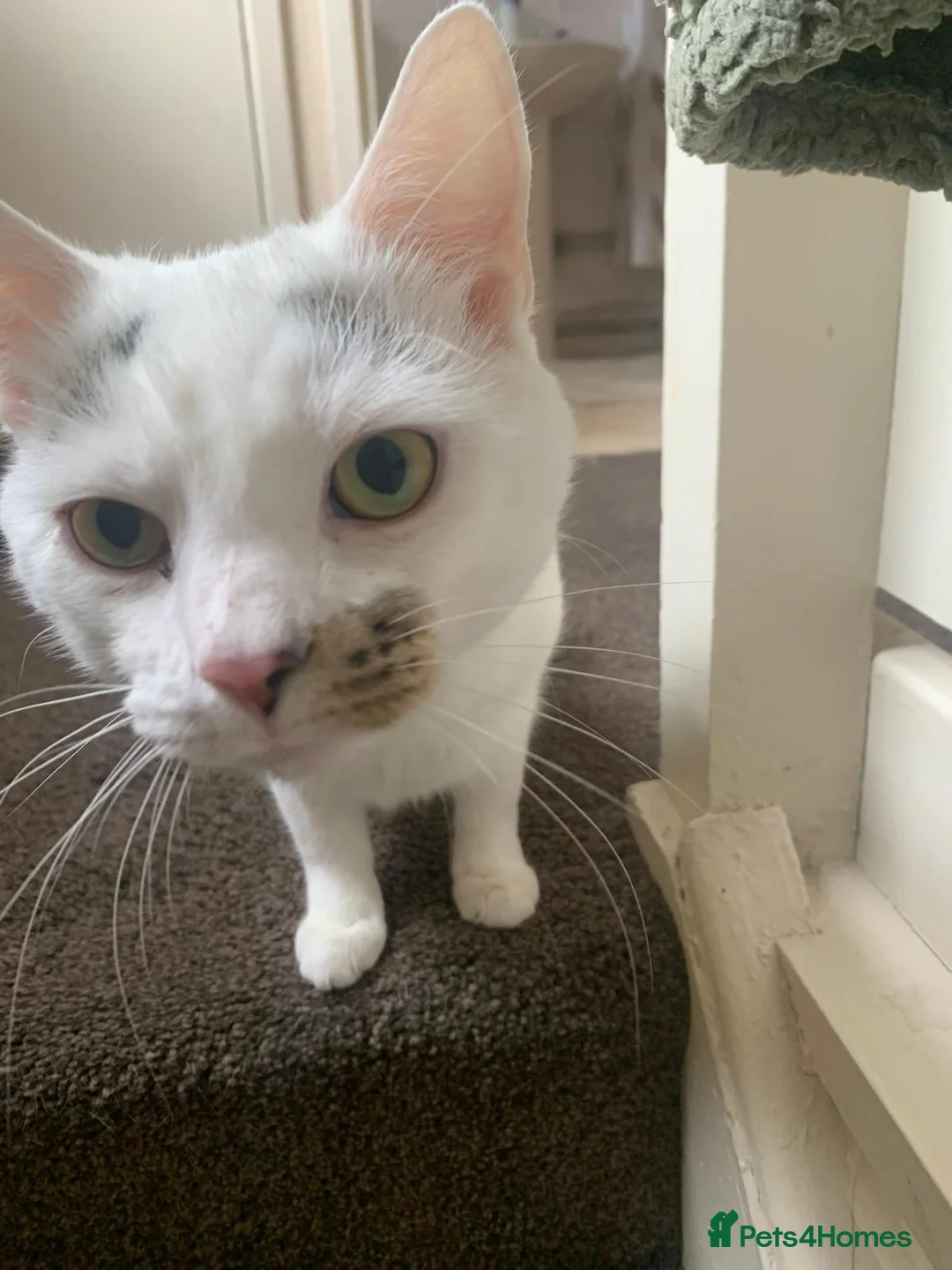 Turkish Angora cats for sale: Mando looking for a loving home - Advert 2