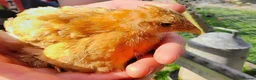 Chickens poultry for sale: 2 baby golden pekin bantams.£10 each in Kington - Advert 3