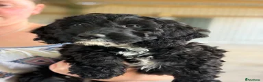 Cockapoo 1