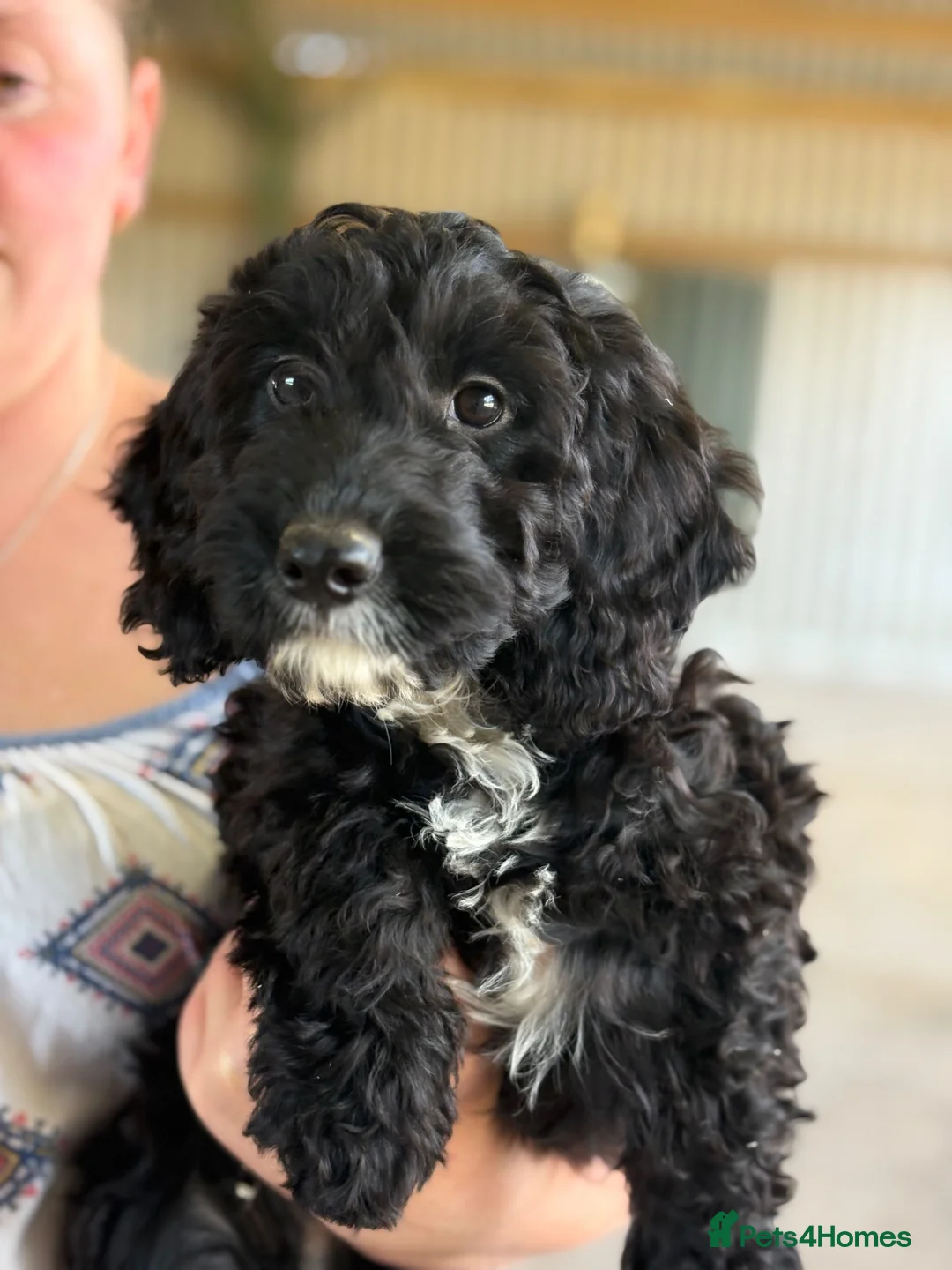 Cockapoo dogs for sale: READY TO LEAVE! 1 male cockapoo!  in Daventry - Advert 5