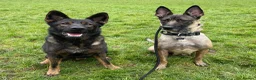 Mixed Breed dogs for sale: 1 boy and 1 girl remaining from the litter - Advert 4