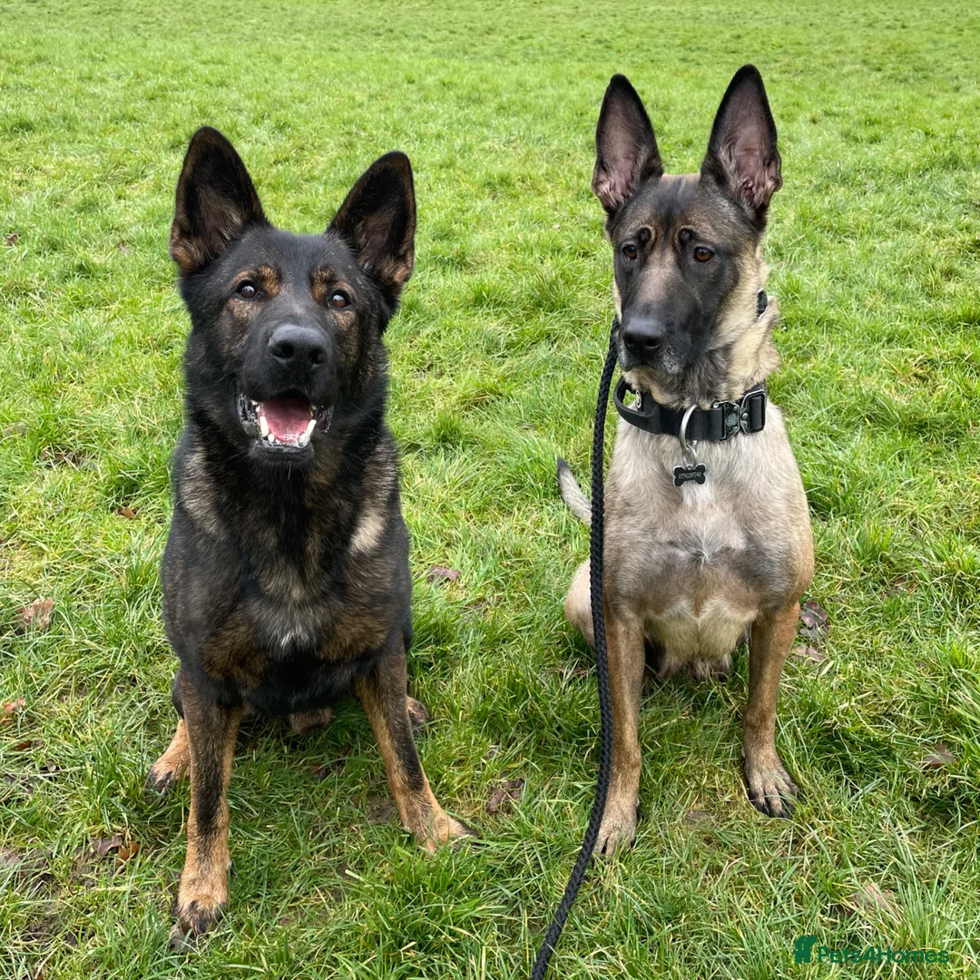 Mixed Breed dogs for sale: 1 boy and 1 girl remaining from the litter - Advert 4