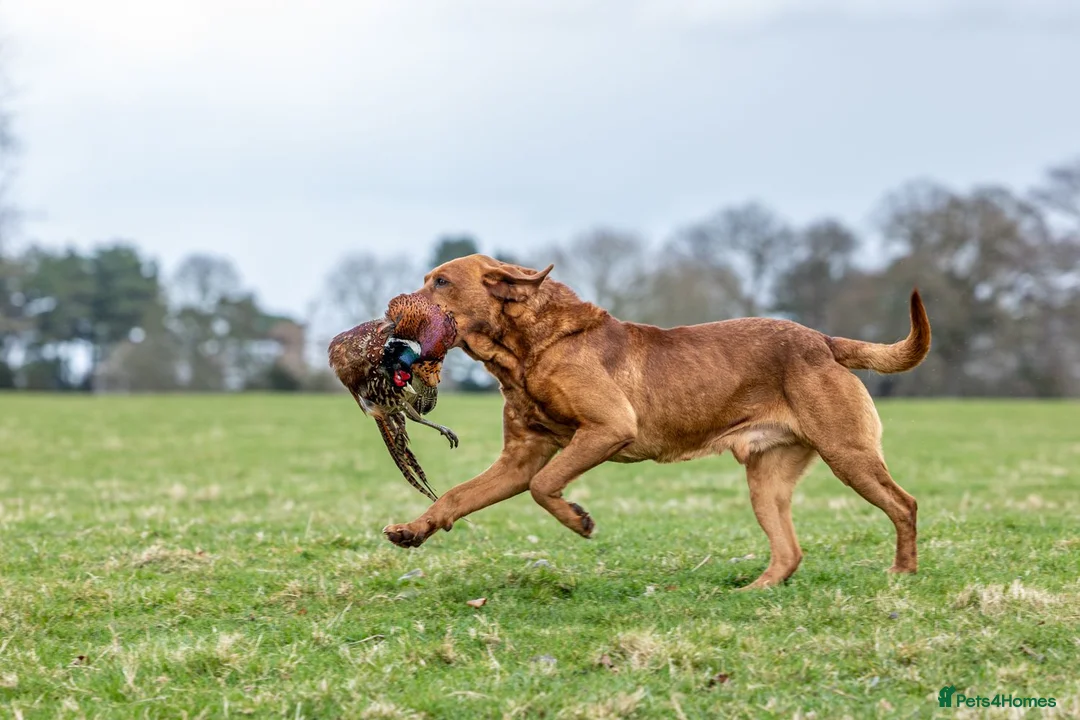 Labrador Retriever dogs for stud: Fox red labrador for stud- Fully health tested in Leyburn - Advert 12