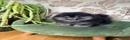 Pomeranian dogs for sale: BLACK & TAN GIRL and BOY - Advert 27