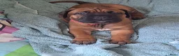 Cane Corso dogs for sale: chunky cane corso pup - Advert 3