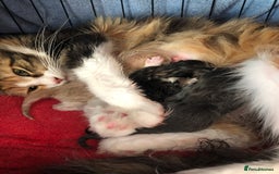 Maine Coon cats for sale: GCCF pedigree Maine Coons  - Image 9