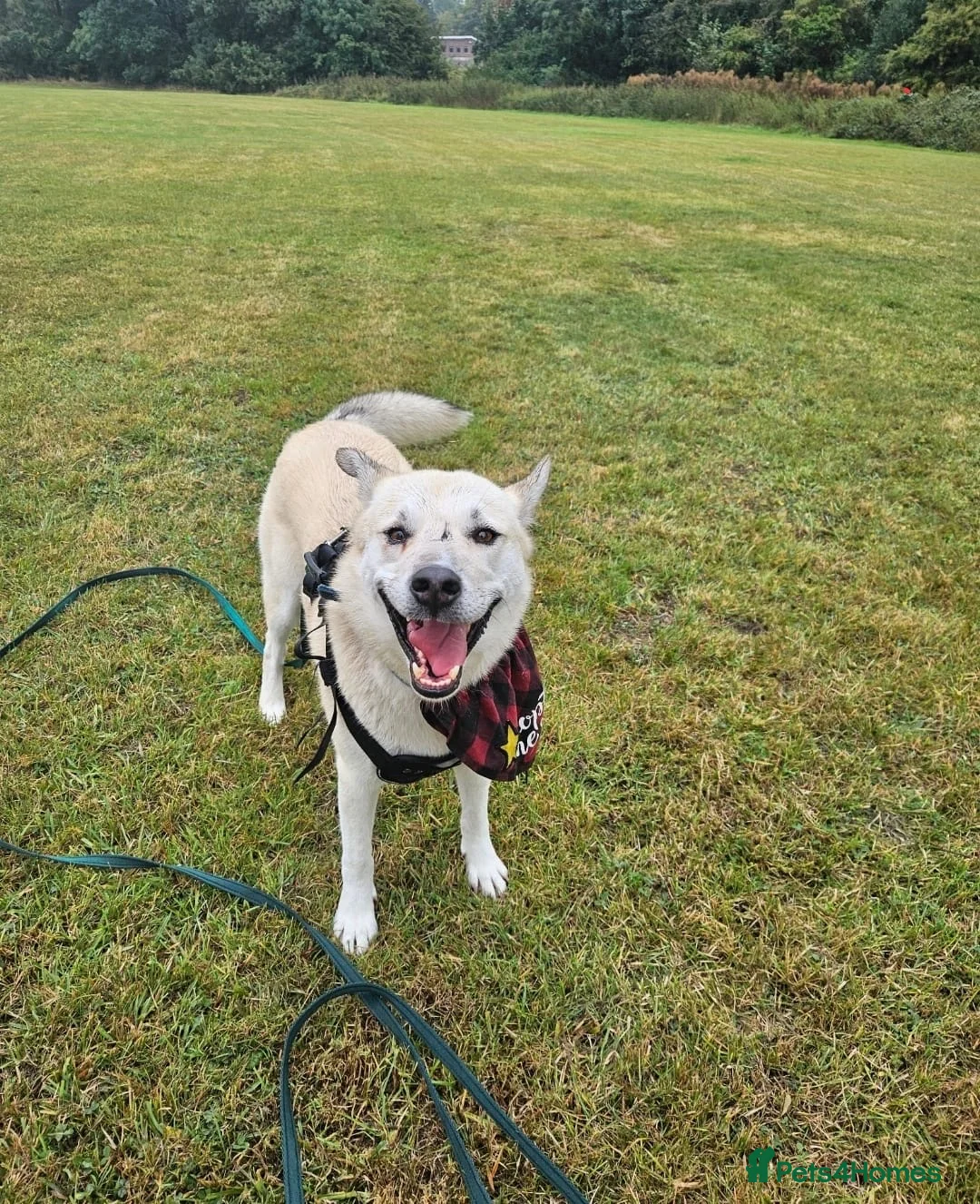 Mixed Breed dogs for adoption: Handsome Fivos Huskey X Shepherd in Norwich - Advert 8