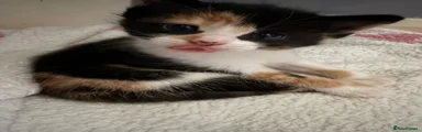 Mixed Breed Kitten 2