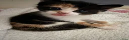 Mixed Breed cats for sale: Cute little kittens  - Advert 5