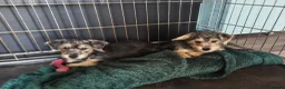 Jackapoo dogs for sale: 2 Jackapoo puppies last 2 of litter of 5 in March - Advert 3