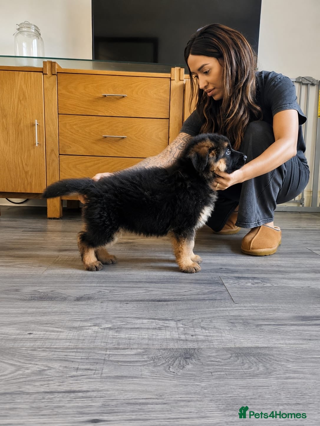 German Shepherd dogs  KC REGISTERED LONG-COAT GERMAN SHEPHERDS  - Advert 2