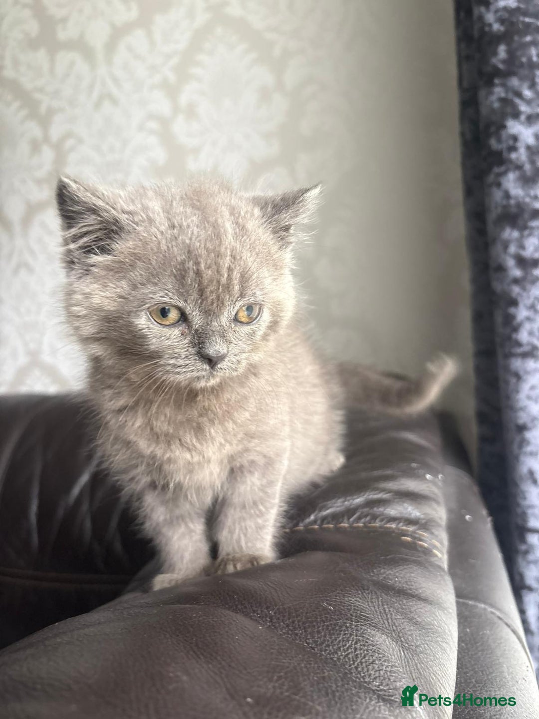 British Shorthair cats for sale: British shorthair kittens - Image 4