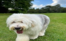 Old English Sheepdog dogs for stud: Stud KC Old English Sheepdog in Peterborough - Image 2