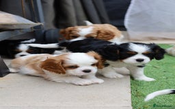 Cavalier King Charles Spaniel dogs for sale: 7 Puppies ready for reservations - Image 5