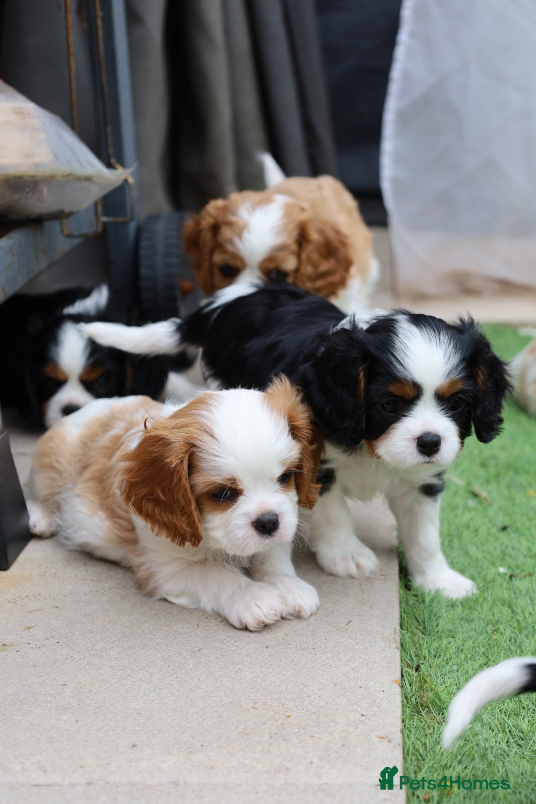 Cavalier King Charles Spaniel dogs for sale: 7 Puppies ready for reservations - Image 5