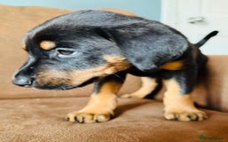 Dobermann dogs for sale: Gorgeous Rottweiler crossed with Red Doberman  - Image 4