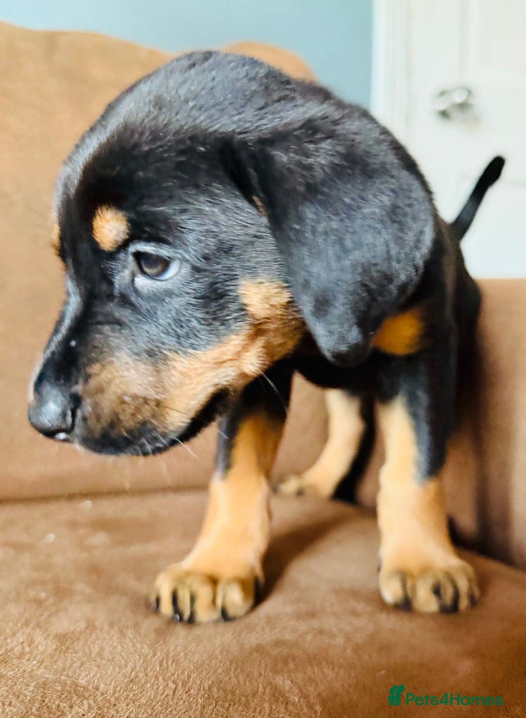 Dobermann dogs for sale: Gorgeous Rottweiler crossed with Red Doberman  - Image 4