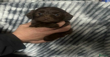 Cockapoo dogs - Advert 11