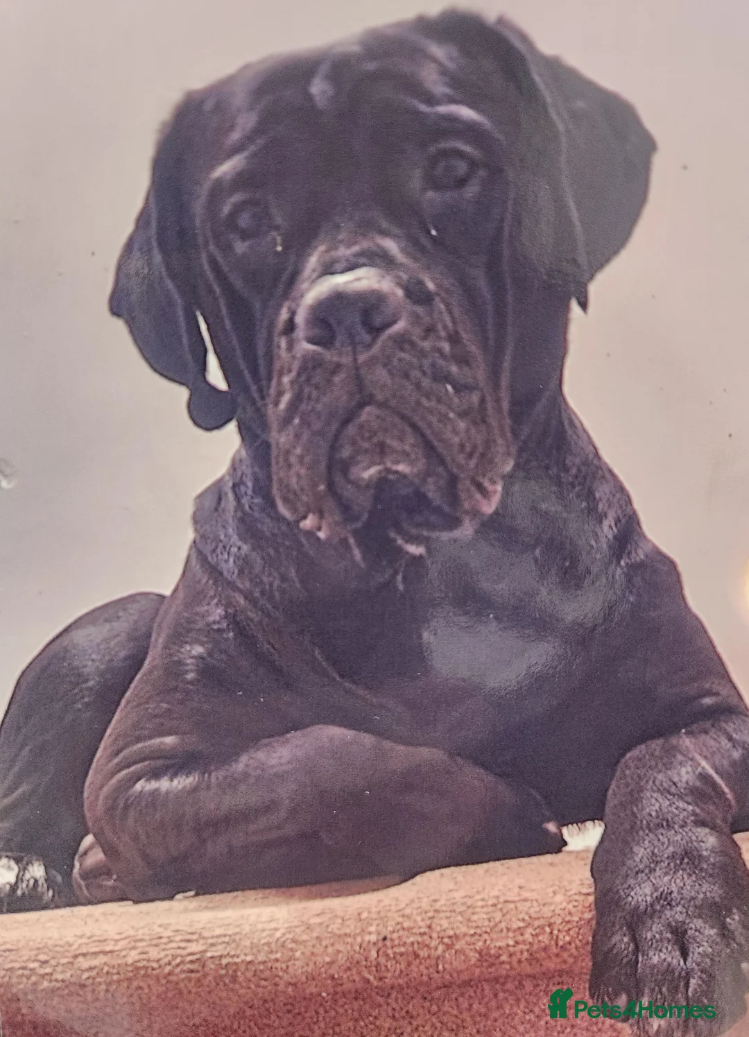 Cane Corso dogs for sale: Beautiful cane corso puppies - Advert 9
