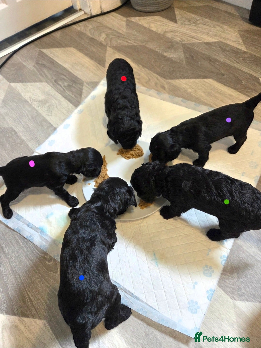 Cockapoo dogs for sale: Cockapoo puppies for sale - Advert 7