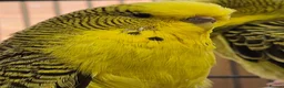 Budgerigars birds for sale: For Breeders only - Advert 10
