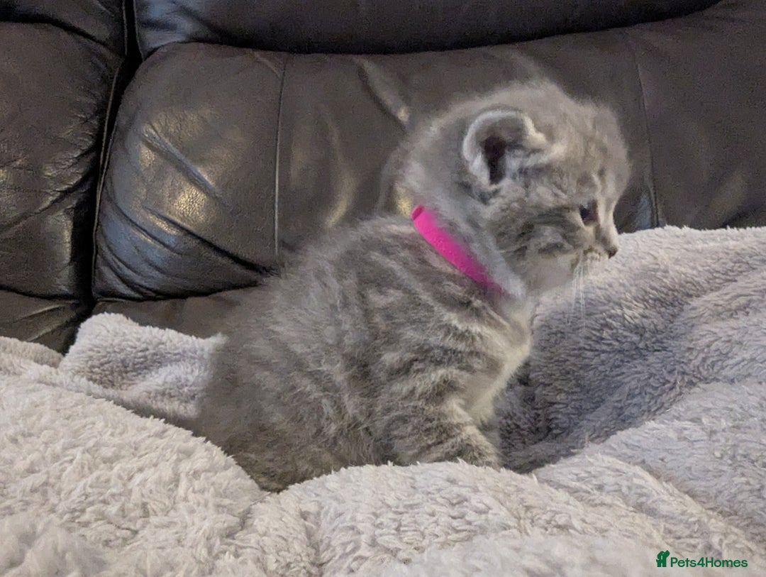 Mixed Breed cats for sale: Beautiful grey silver tabby kittens, ragdoll X Mum - Advert 13
