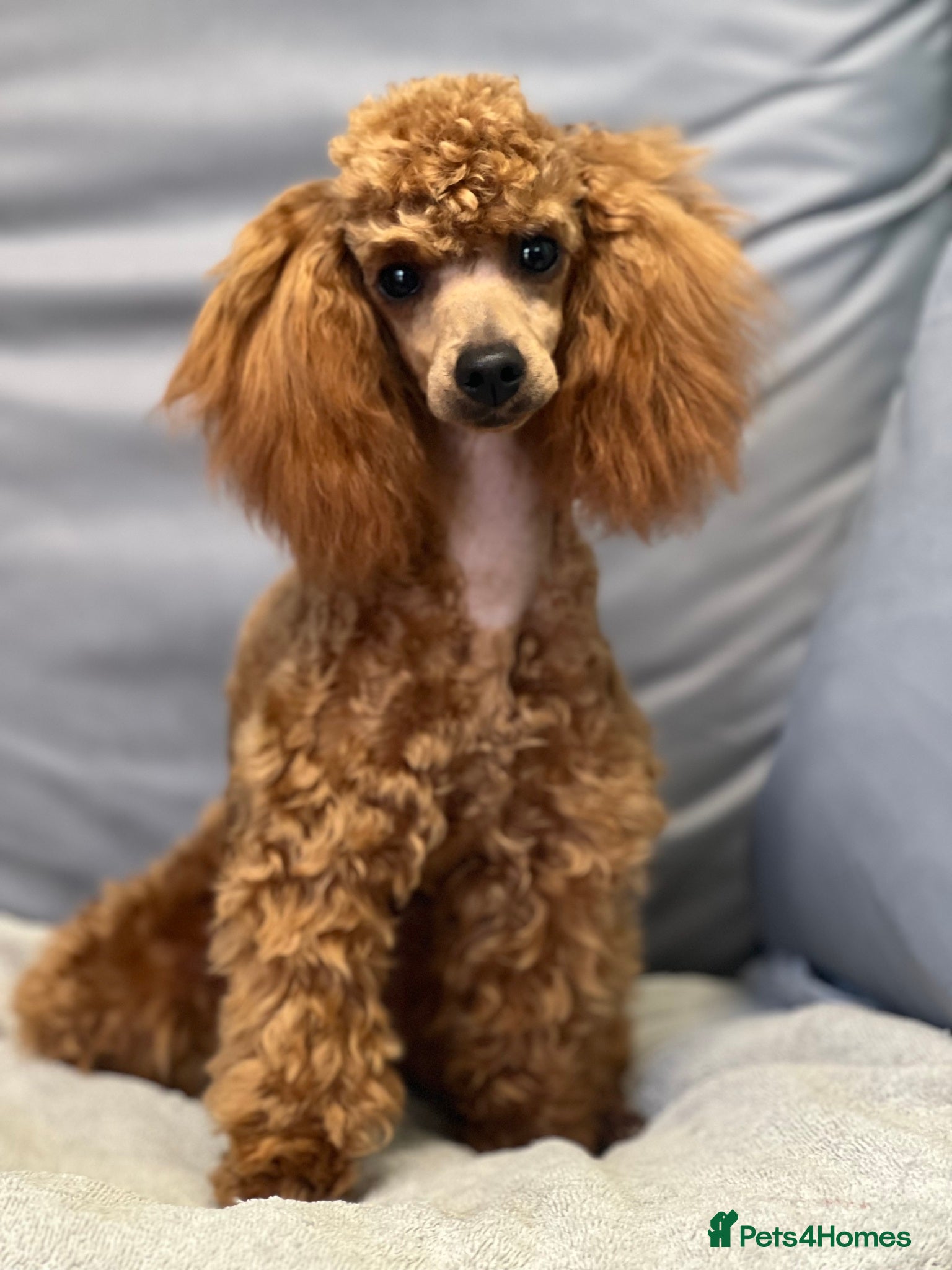 Toy Poodle dogs Superb Apricot Toy Poodle - Advert 2