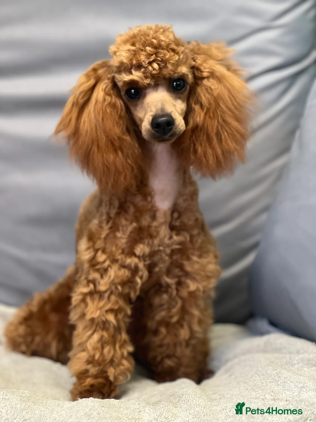 Toy Poodle dogs for sale: Superb Apricot Toy Poodle - Advert 2