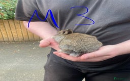 French Lop rabbits for sale: Baby lops in Hexham - Image 9