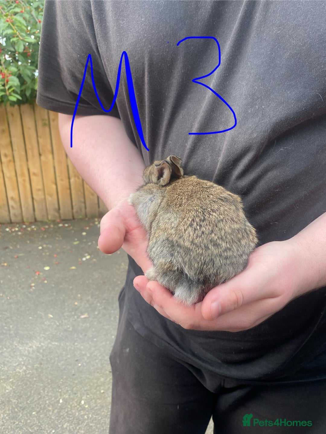 French Lop rabbits for sale: Baby lops in Hexham - Image 9