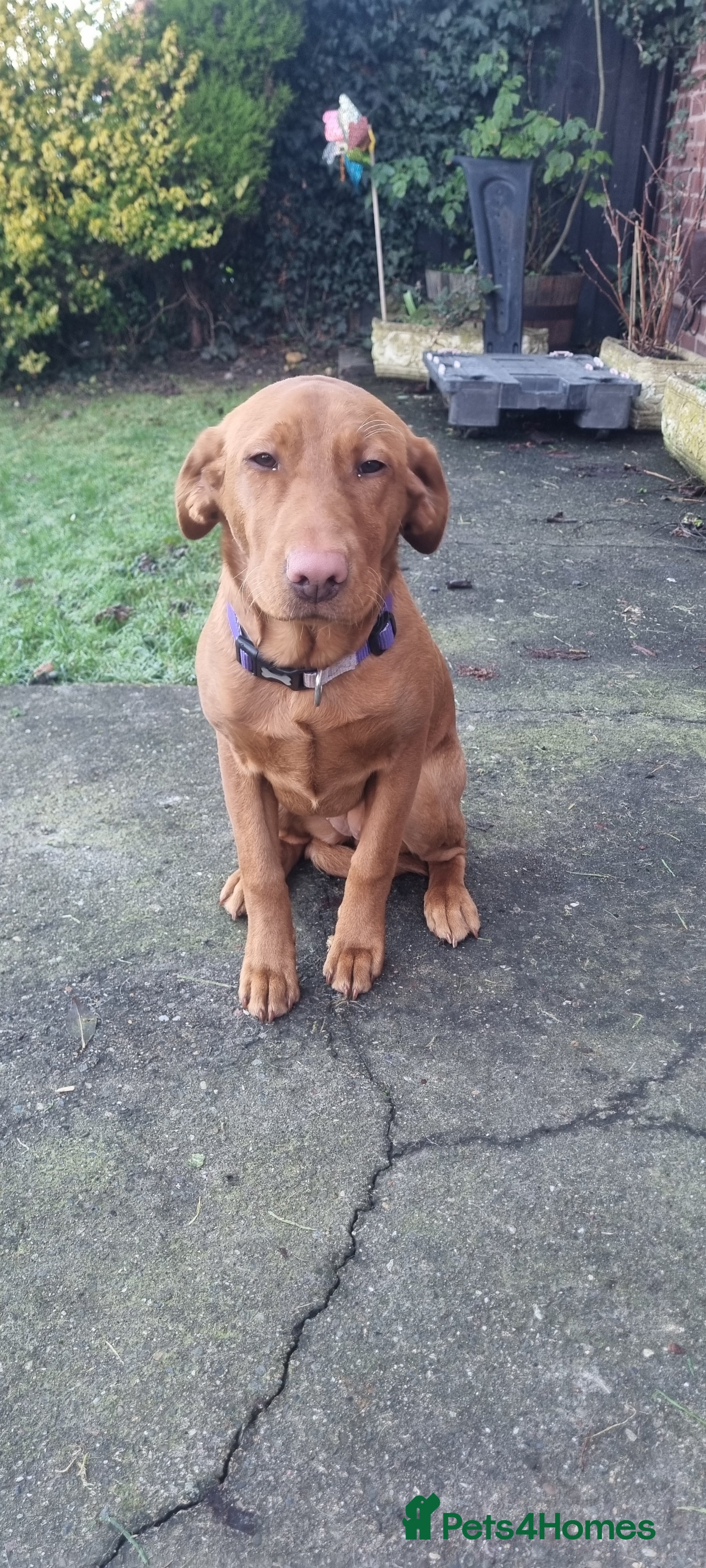 Labrador Retriever dogs Fox red labrador  - Advert 1