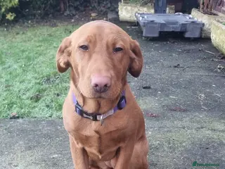 Labrador Retriever dogs Fox red labrador - Advert 1