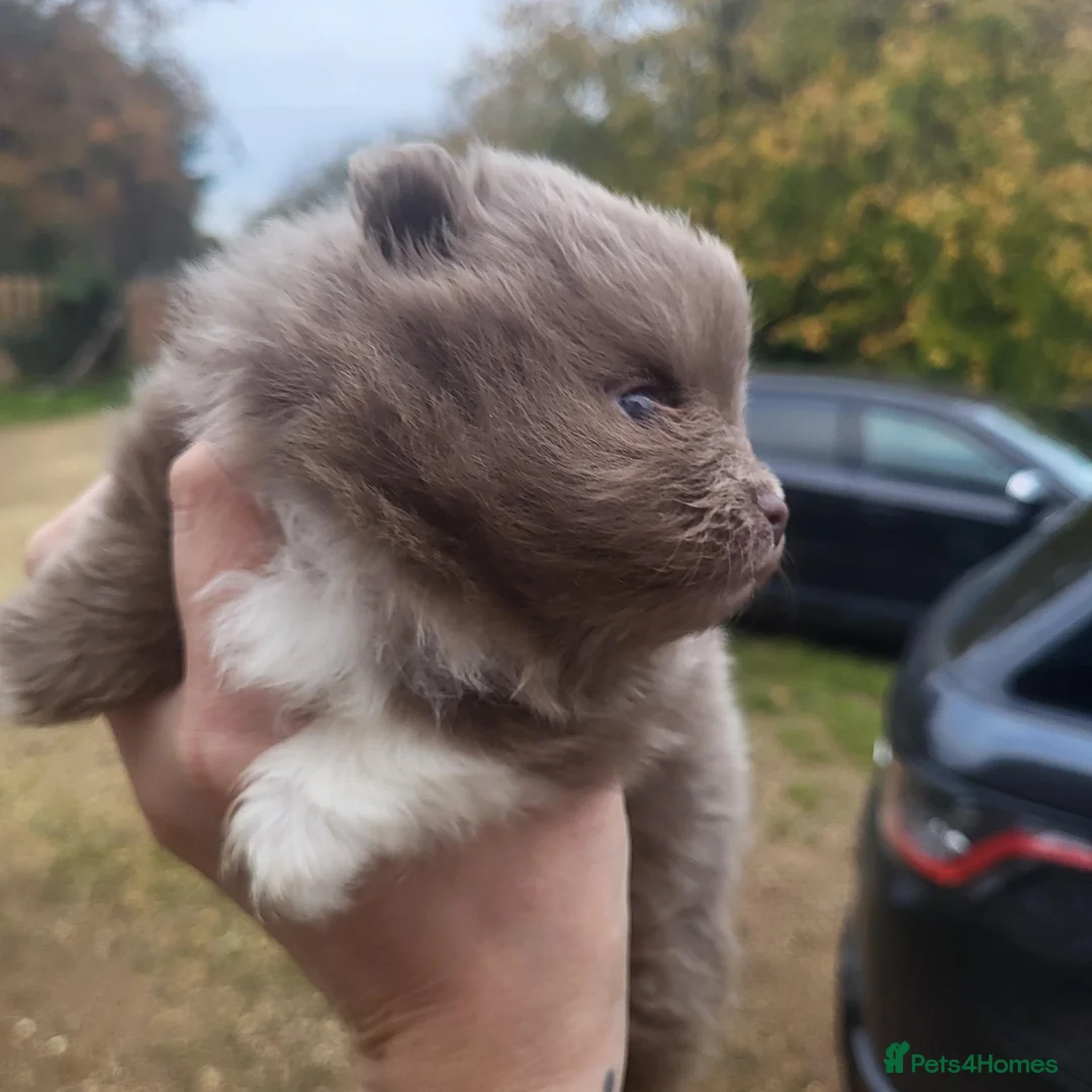 Pomeranian dogs for sale: Stunning lilac pomerainian baby girl  - Advert 1