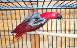 Parrots birds for sale: Eclectus pair for sale - Image 6
