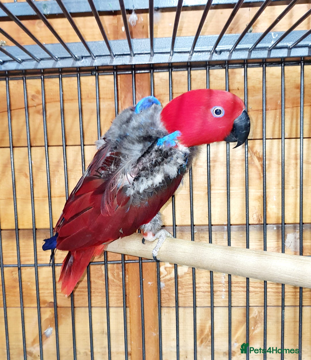 Parrots birds for sale: Eclectus pair for sale - Image 6