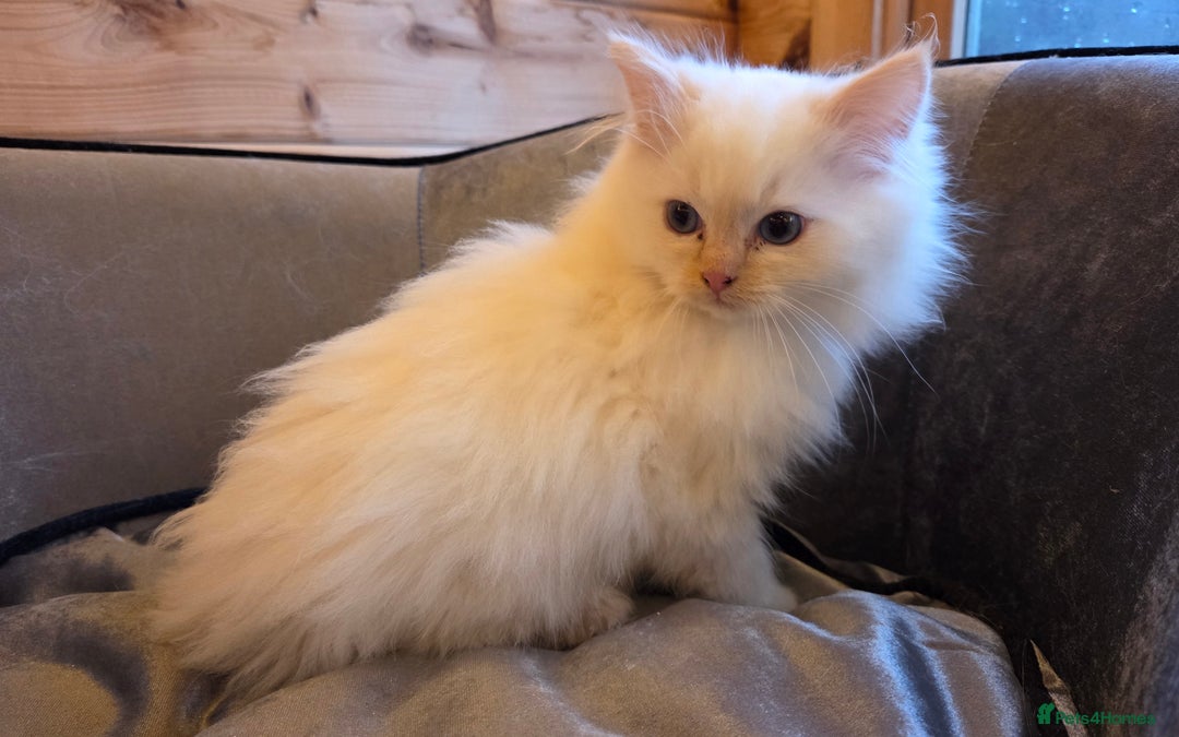 Ragdoll cats for sale: Flame boy Ragdoll kitten - Advert 8
