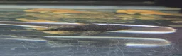 Plecos fish for sale: Bristlenose pleco common/albino available  in Southall - Advert 2