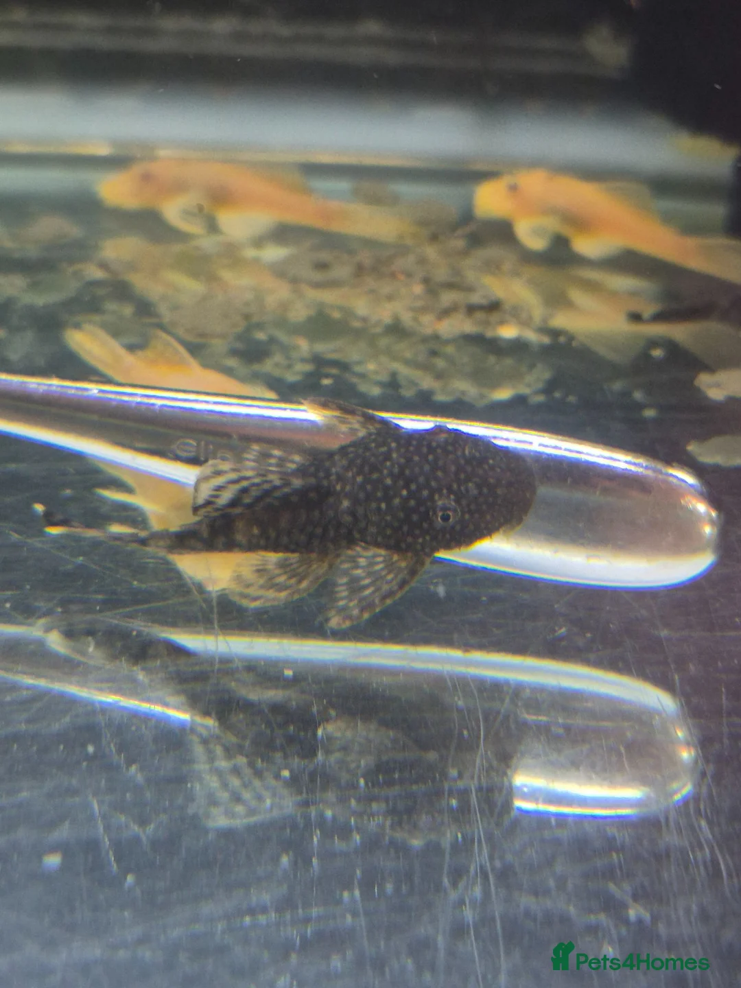Plecos fish for sale: Bristlenose pleco common/albino available  in Southall - Advert 2