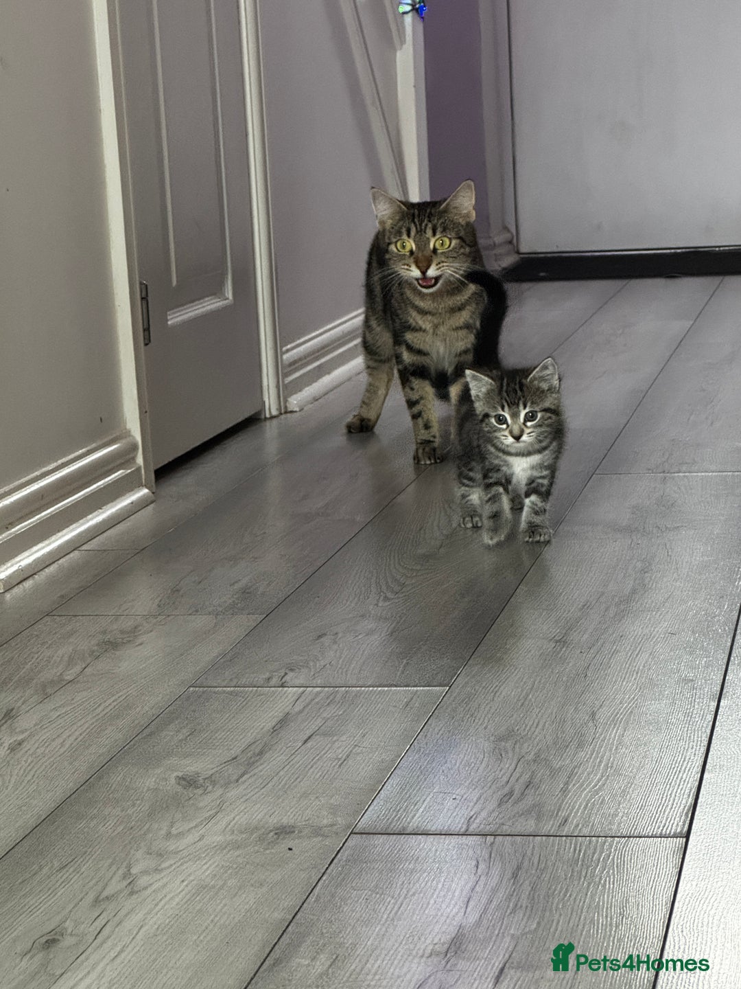British Shorthair cats for sale: 2 female tabby kittens  - Advert 3