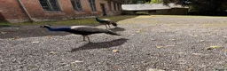 Peafowl poultry for sale: Peacocks (males only) - Advert 3