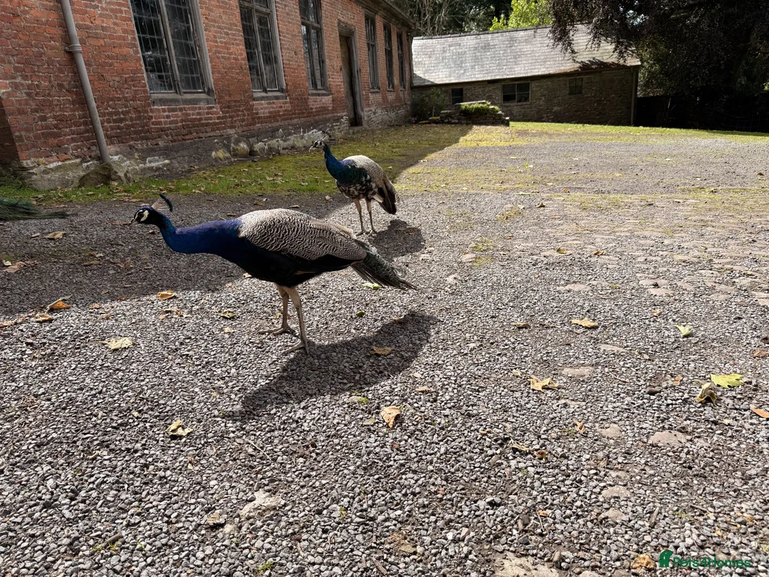 Peafowl poultry for sale: Peacocks (males only) - Advert 3