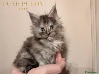 Maine Coon cats Champion line maine coon kitten - Advert 5