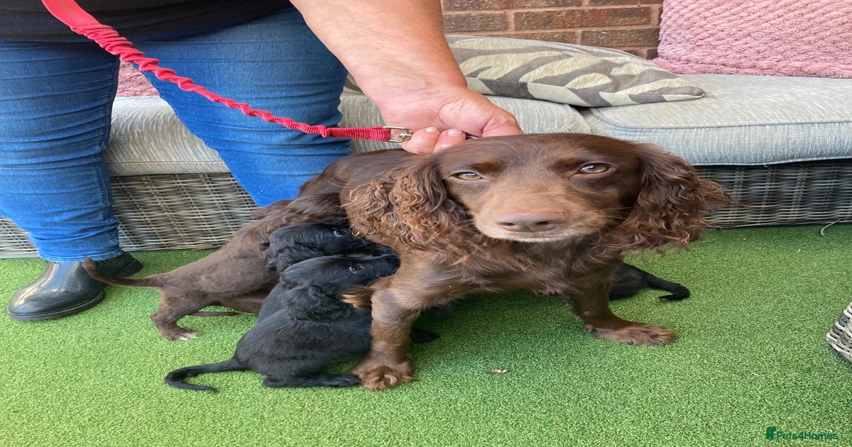 Cocker spaniel puppies for sale in Evesham | Pets4Homes