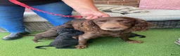 Cocker Spaniel dogs for sale: Cocker spaniel puppies in Evesham - Advert 1