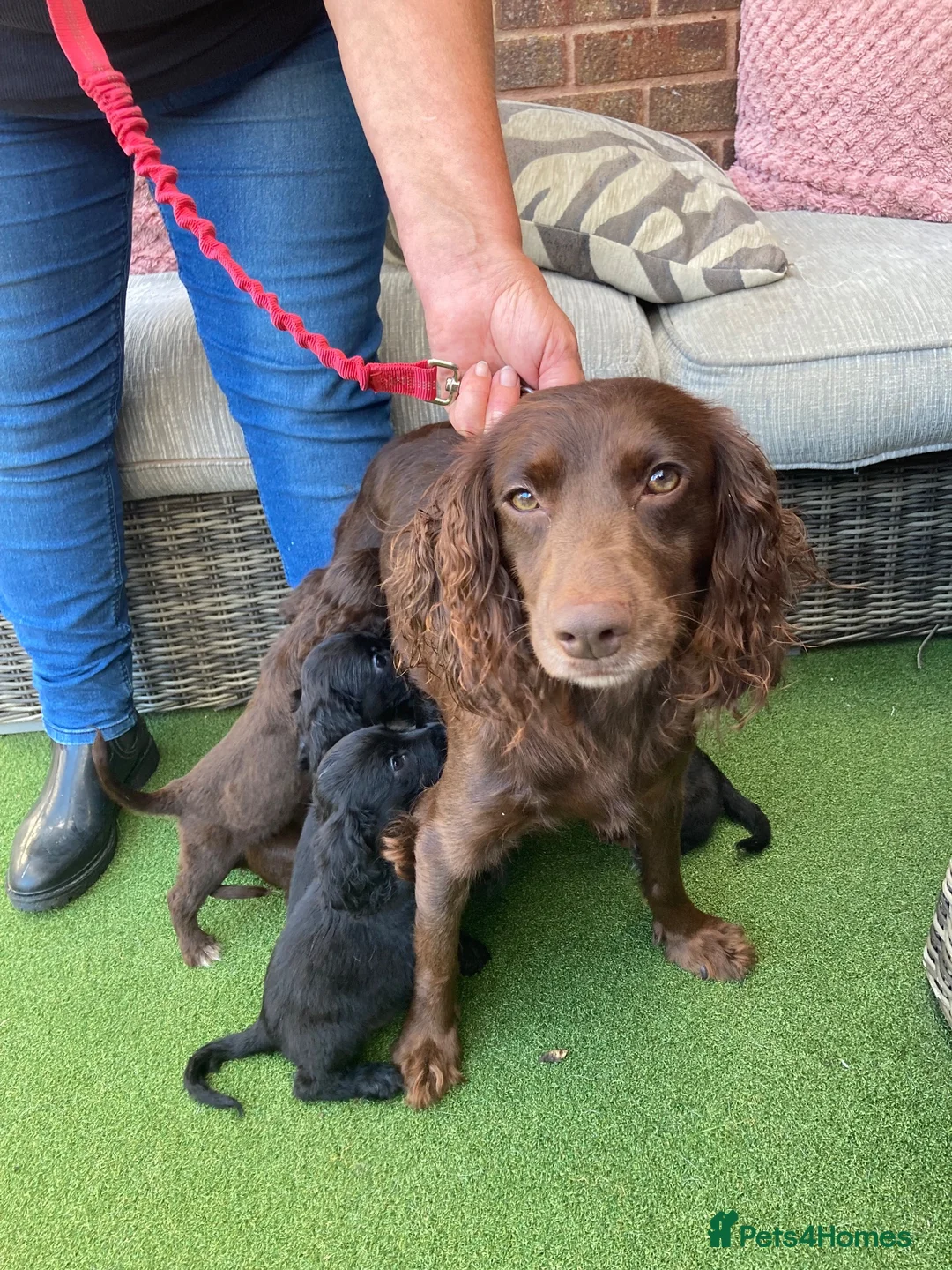 Cocker Spaniel dogs for sale: Cocker spaniel puppies in Evesham - Advert 1