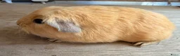 Guinea Pig rodents for sale: Purebred Self Buff Boar Available  - Advert 1