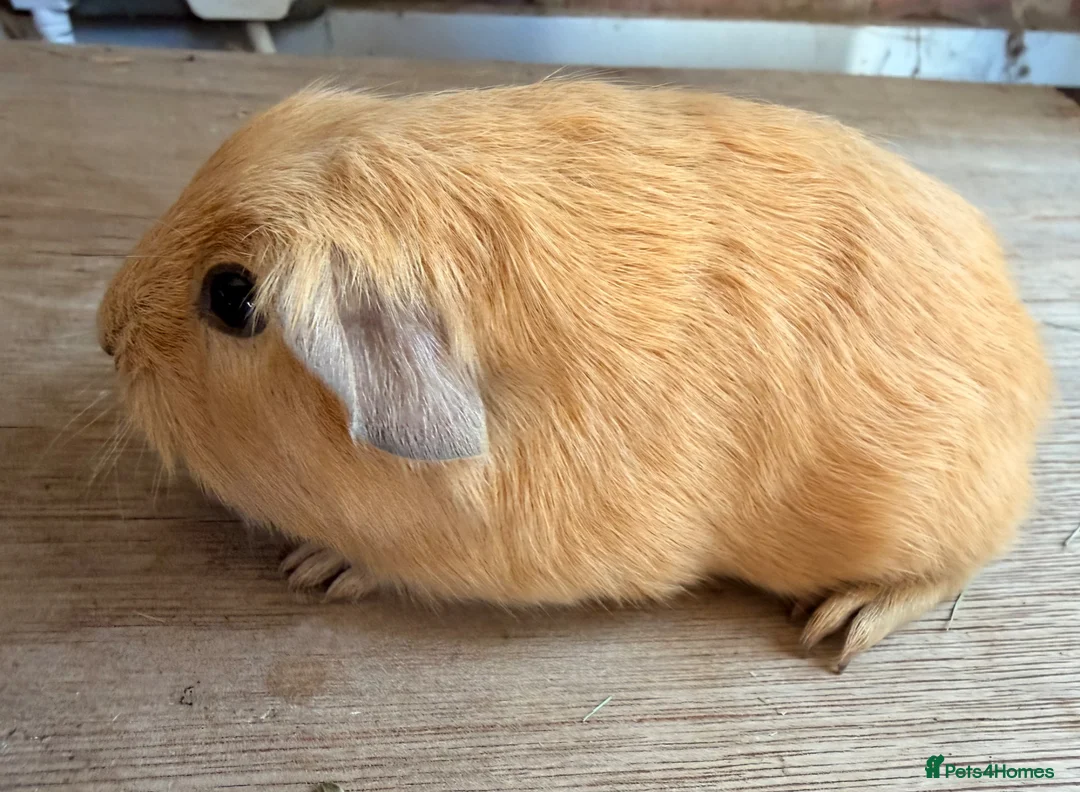Guinea Pig rodents for sale: Purebred Self Buff Boar Available  - Advert 1
