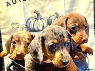 Dachshund dogs - Advert 1