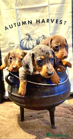 Dachshund dogs - Advert 2