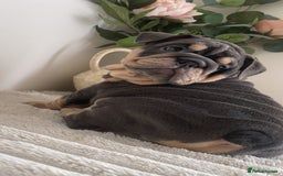 English Bulldog dogs for sale: Top quality English bulldog puppies  - Image 14